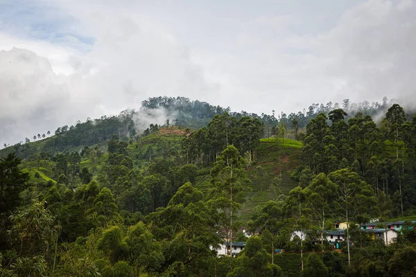 Bella Piantagione Verde Agricolo Sri Lanka — Foto Stock