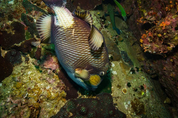 Belo Grande Triggerfish Perto Ilha Koh Tao Tailândia — Fotografia de Stock