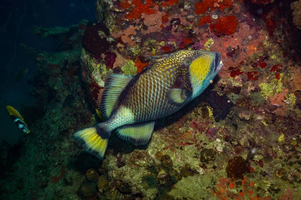 Belo Grande Triggerfish Perto Ilha Koh Tao Tailândia — Fotografia de Stock