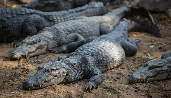 Krokodiler Indiska Reserven — Stockfoto