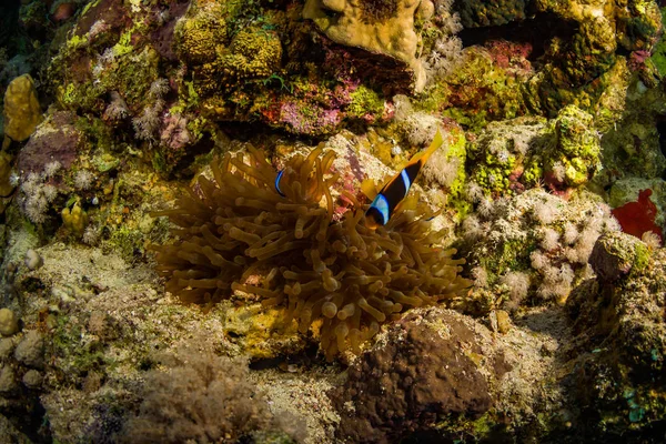 Pesci Tropicali Sullo Sfondo Della Barriera Corallina Nel Mar Rosso — Foto Stock