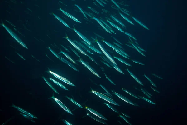Подводный Вид Барракуды Темной Воде Вблизи Тао Koh Tao Таиланд — стоковое фото