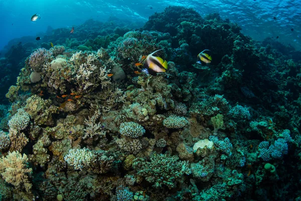 サンゴ礁の魚を蝶 — ストック写真