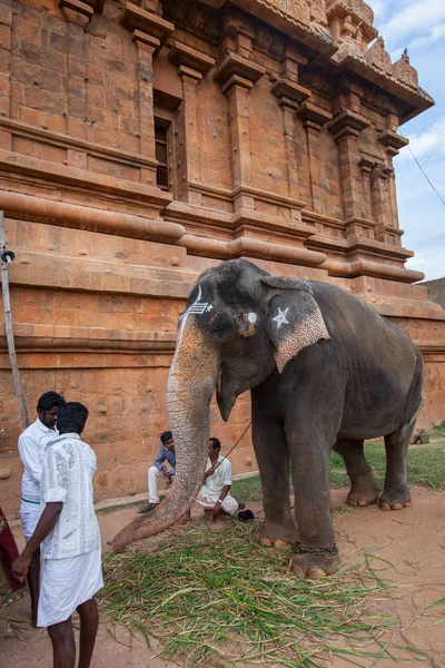 Chennai India Febrero Bendición Del Elefante India Febrero 2013 Chennai — Foto de Stock