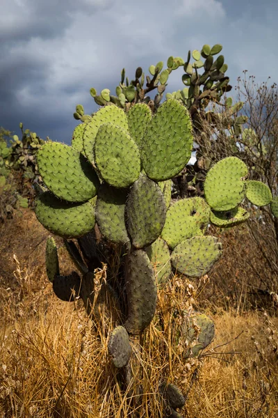 Gran Cactus Mexicano Teotihuacán — Foto de Stock