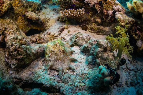 Underwater View Tridacninae Beautiful Reef Red Sea — Stock Photo, Image