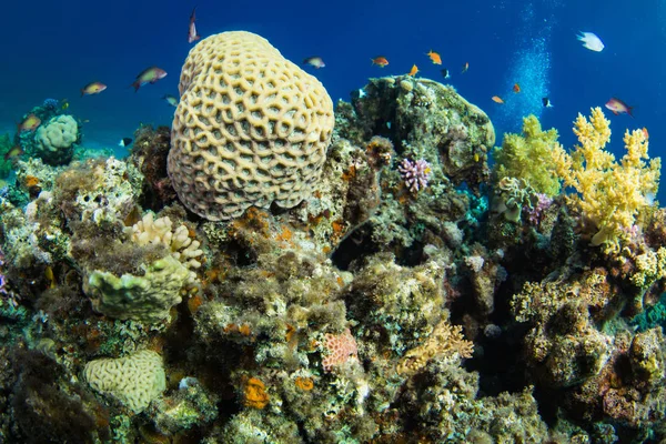 Beautiful coral garden and fishes in Red Sea