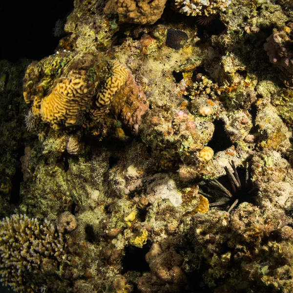 Onderwater Uitzicht Van Koraalriffen Rode Zee Bij Nacht — Stockfoto