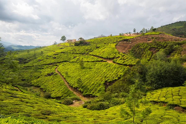 Grüne Teeplantage Indien Provinz Kerala — Stockfoto