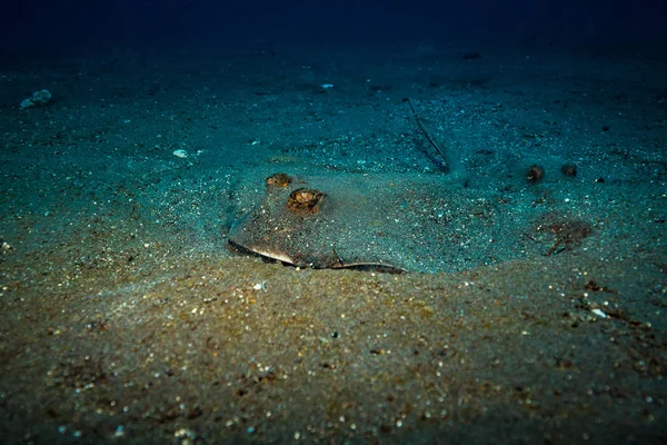 Blå Prickig Stingray Nära Bali Island — Stockfoto