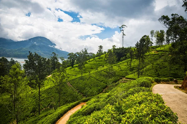 Bella Piantagione Verde Agricolo Sri Lanka — Foto Stock