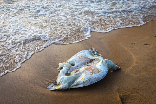 インド洋の死んだ亀 — ストック写真