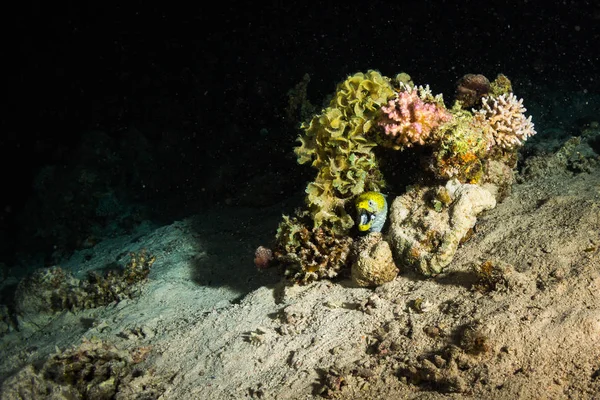 산호초에 Moray의 — 스톡 사진