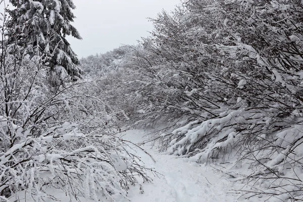 Gyönyörű Téli Táj Havas Ukrán Kárpátok Hegység — Stock Fotó