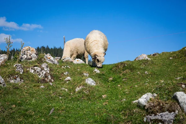 Troupeau Moutons Pâturage Sur Les Montagnes — Photo