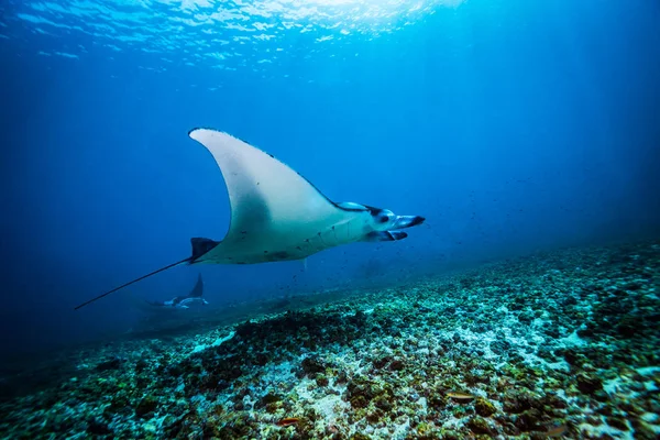 Raio Manta Estação Limpeza Parque Nacional Komodo — Fotografia de Stock