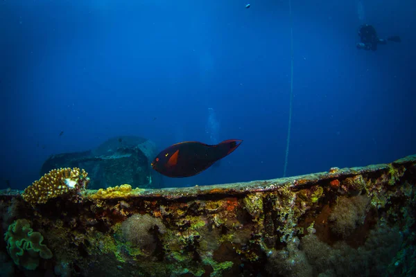 Diver on British military transport ship sunk during World War II