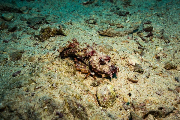 태국의 암초에 Scorionfish — 스톡 사진