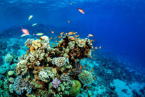 Όμορφο Κοραλλιών Κήπο Και Ψάρια Ερυθρά Θάλασσα — Φωτογραφία Αρχείου