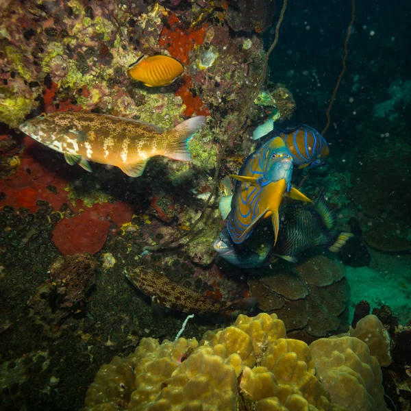 Vackra Butterflyfishes Revet Nära Kot Tao Island Thailand — Stockfoto