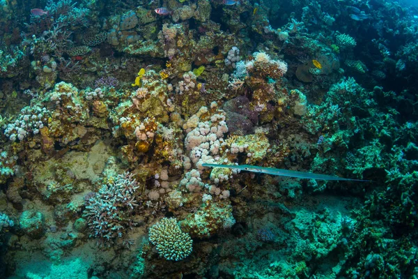 Pipefish Στο Φόντο Των Κοραλλιογενών Υφάλων Στην Ερυθρά Θάλασσα Σαρμ — Φωτογραφία Αρχείου