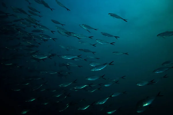 Schwärme Von Milchfischen Auf Koh Tao Thailand — Stockfoto