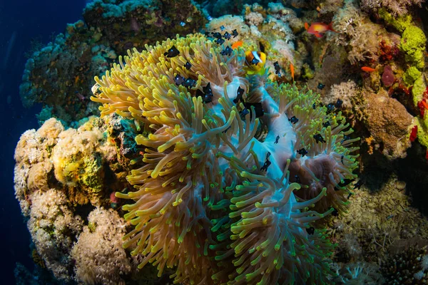 stock image beautiful underwater view of Anemonefish on coral reef in Red Sea