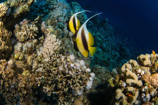 サンゴ礁の魚を蝶 — ストック写真