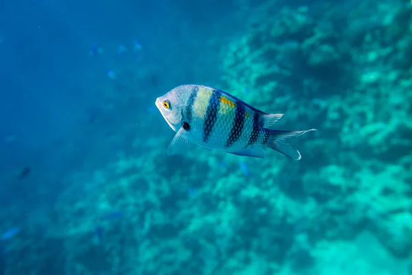 산호초의 배경에 물고기 — 스톡 사진