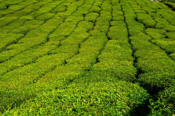 インド ケララ州の緑美しい茶畑 — ストック写真