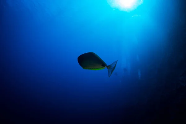 Peces Tropicales Hermosas Aguas Azules Del Mar Rojo — Foto de Stock