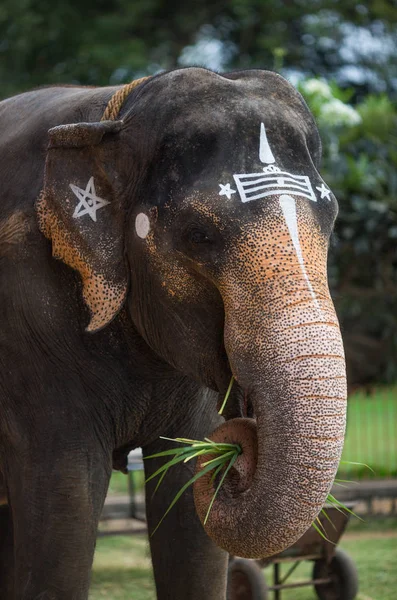 Elefante Templo Indiano Tamil Nadu — Fotografia de Stock