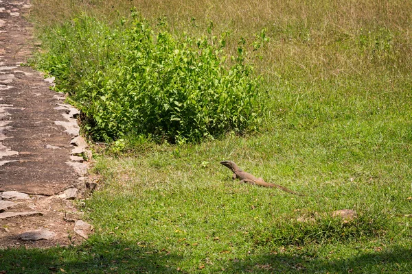 스리랑카의 정글에서 잔디에이 — 스톡 사진