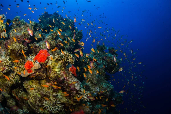 Peces Tropicales Sobre Fondo Arrecife Coral Mar Rojo Sharm Sheikh —  Fotos de Stock