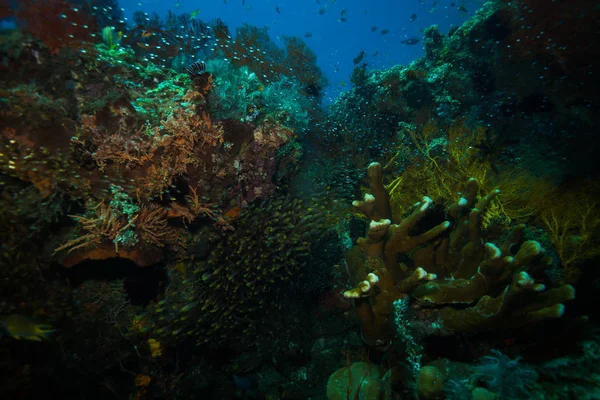 Belle Vue Sous Marine Jardin Corail Sur Bali Indonésie — Photo