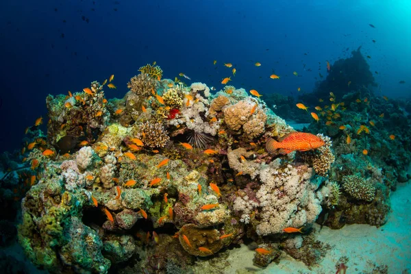 Рабац Підводні Коралові Саду Червоному Морі — стокове фото
