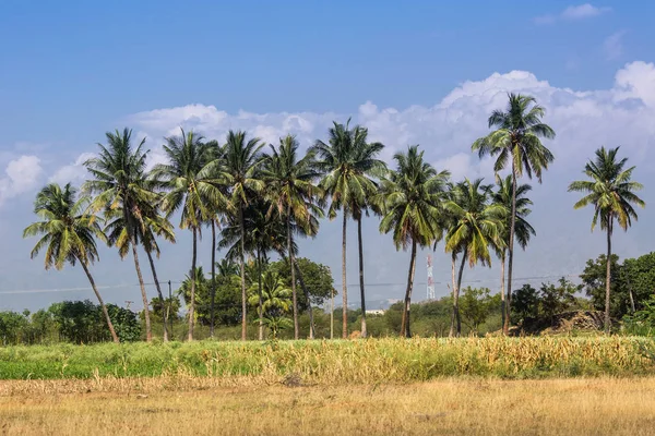 Barrio Agrícola Kerala India Del Sur — Foto de Stock