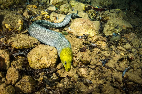 夜のサンゴ礁にウツボの水中ビュー — ストック写真