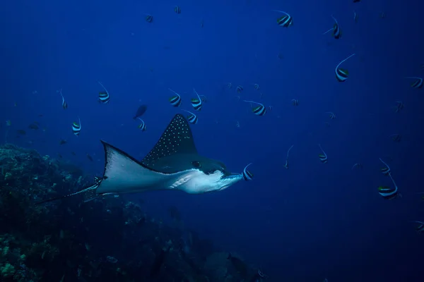 Spotted Eagle Ray Komodo Nationalpark — Stockfoto