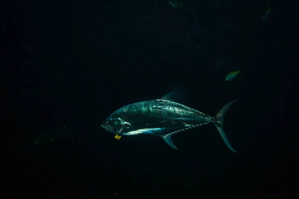 Underwater Shoot Ocean Flora Fauna Bali Indonesia — Stock Photo, Image