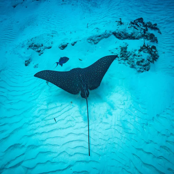 Spotted eagle ray on coral reef of island Cozumel