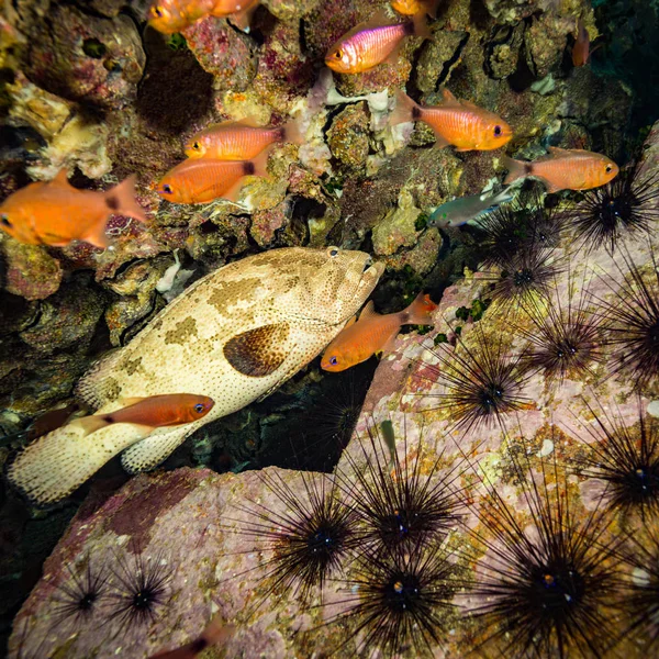 Vista Subaquática Malabar Grouper Perto Ilha Koh Tao Tailândia — Fotografia de Stock