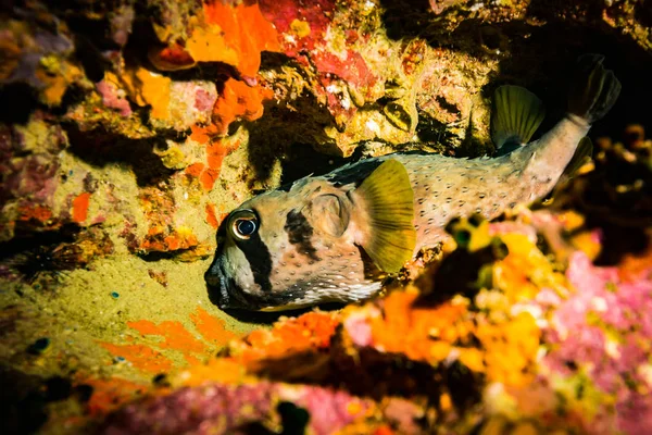 Puffer Στον Ύφαλο Του Τάο Ταϊλάνδη — Φωτογραφία Αρχείου