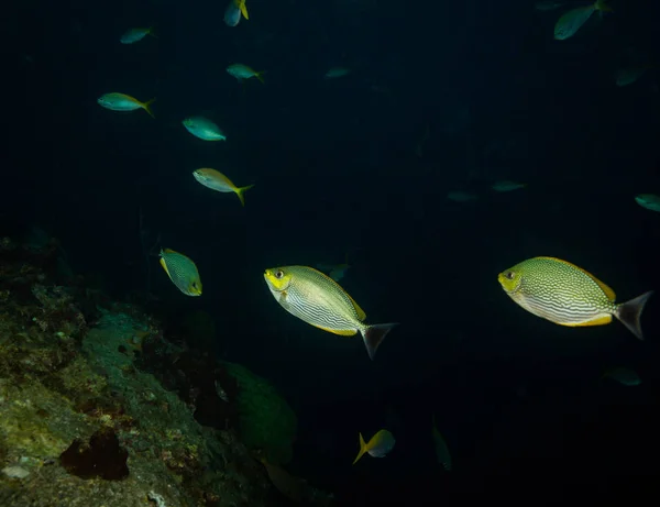 Podwodne Widoki Piękne Ryby Pobliżu Kot Tao Island Tajlandia — Zdjęcie stockowe