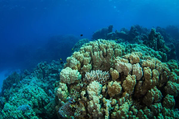 Beautiful coral garden and fishes in Red Sea