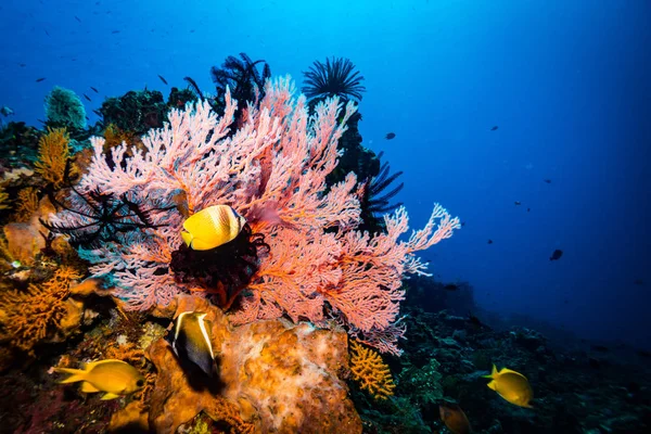 Prachtige Onderwater Uitzicht Koraal Tuin Bali Indonesië — Stockfoto