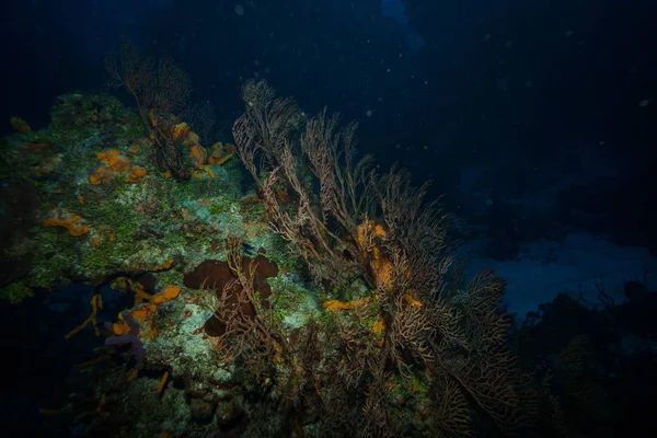 Подводная Съемка Морской Флоры Фауны Бали Индонезия — стоковое фото