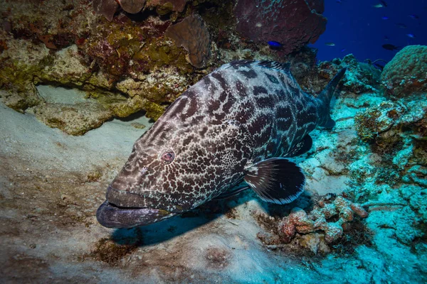 Undervattensvy Fisk Vackra Korallrev Nära Cozumel Island — Stockfoto