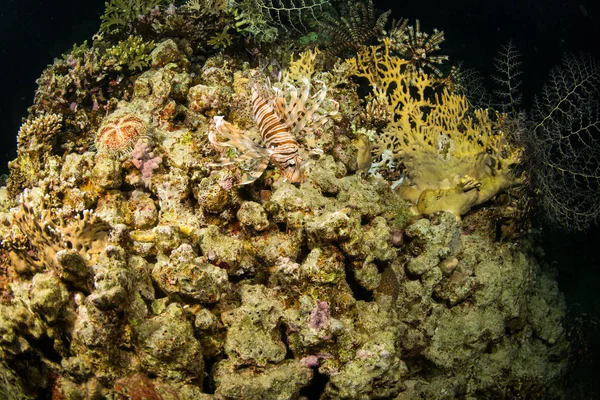 Красивий Підводний Вид Кораловий Риф Червоному Морі Вночі — стокове фото