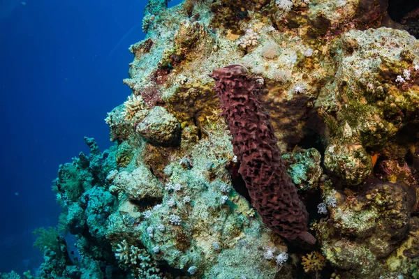 Pipe sponge in Red Sea, Egypt